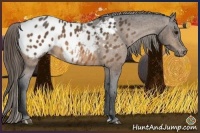 Horse Color:Buckskin Sabino Appaloosa