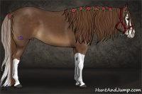Horse Color:Liver Chestnut Splash 