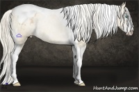 Horse Color:Palomino Pearl Splash Tobiano Appaloosa 