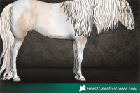 Horse Color:Palomino Pearl Splash Tobiano Appaloosa 