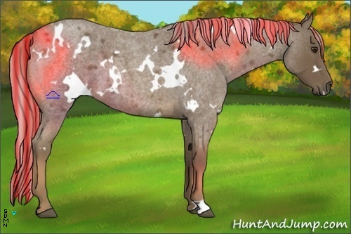 Horse Color:Painted White Spotted Chocolate Palomino Roan
