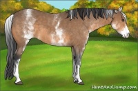 Horse Color:White Spotted Buckskin
