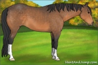 Horse Color:Buckskin 