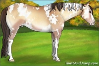 Horse Color:White Spotted Amber Champagne Onyx 