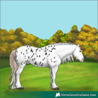 Horse Color:Liver Chestnut Tobiano Appaloosa