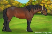 Horse Color:Brown Sabino