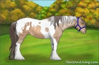 Horse Color:Amber Champagne Tobiano Blanket 