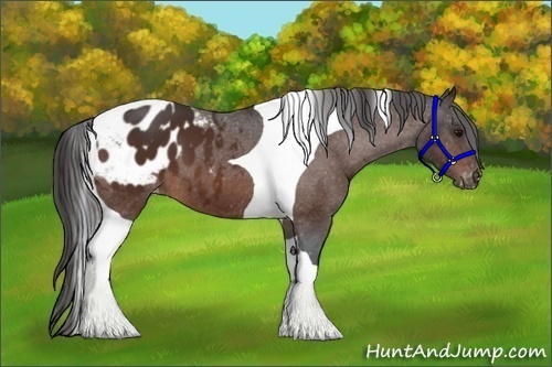 Horse Color:Brown Tobiano Appaloosa