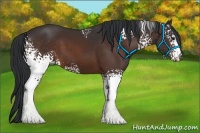 Horse Color:White Spotted Bay Sabino