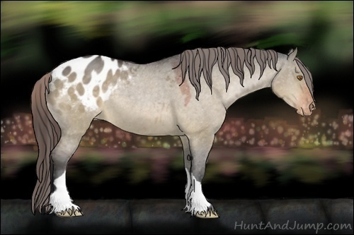 Horse Color:Bay Dun Appaloosa
