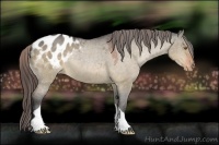Horse Color:Bay Dun Appaloosa 