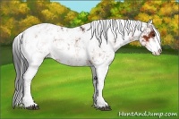 Horse Color:Bay Sabino Blanket 