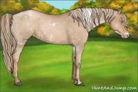 Horse Color:White Spotted Liver Chestnut Pearl Appaloosa 