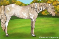 Horse Color:White Spotted Liver Chestnut Pearl Appaloosa 