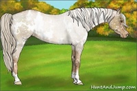 Horse Color:White Spotted Liver Chestnut Pearl Snowcap 