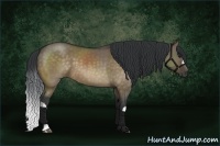 Horse Color:Brown Dun 