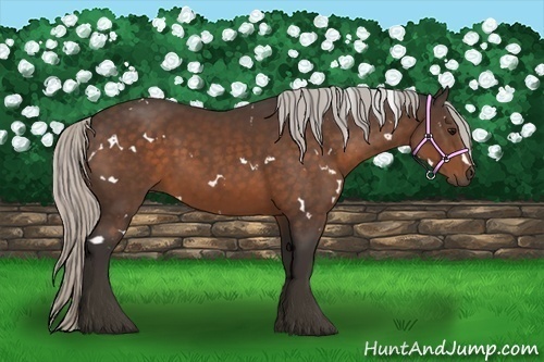 Horse Color:White Spotted Silver Brown