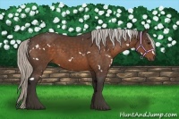 Horse Color:White Spotted Silver Brown