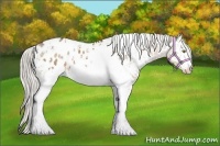 Horse Color:White Spotted Silver Buckskin Appaloosa 