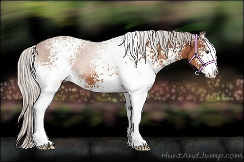 Horse Color:White Spotted Silver Bay Sabino 