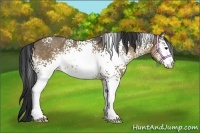 Horse Color:White Spotted Buckskin Dun 