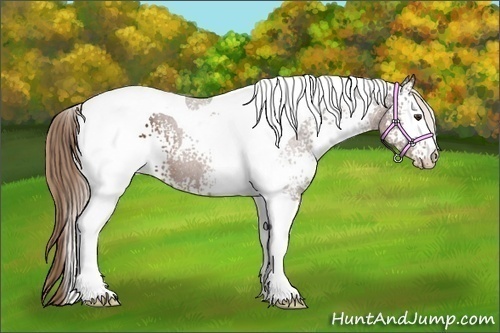 Horse Color:White Spotted Liver Chestnut Tobiano 