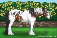 Horse Color:White Spotted Brown Tobiano Appaloosa