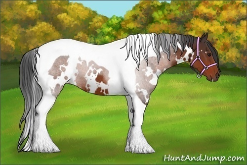 Horse Color:White Spotted Brown Tobiano 