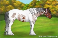 Horse Color:White Spotted Brown Tobiano 