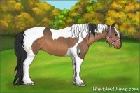 Horse Color:Buckskin Tobiano 