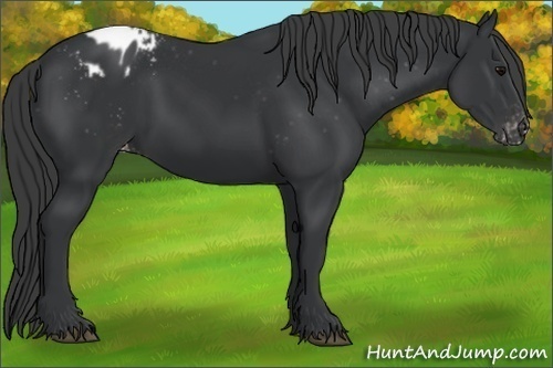 Horse Color:Black Appaloosa 