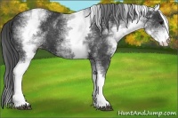 Horse Color:White Spotted Black Varnish