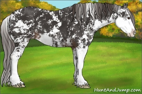 Horse Color:Liver Chestnut Sabino Appaloosa 