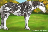Horse Color:Liver Chestnut Sabino Appaloosa 