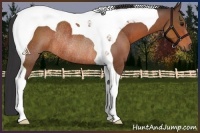Horse Color:Bay Tobiano Rabicano