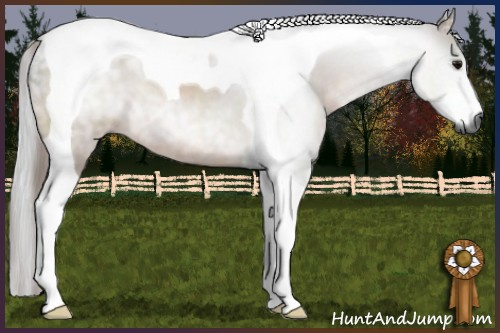 Horse Color:Gray Bay Tobiano 