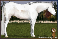 Horse Color:Gray Bay Tobiano 