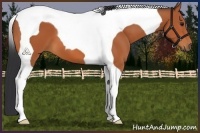 Horse Color:Bay Tobiano 