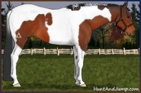 Horse Color:Brown Tobiano 
