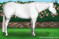 Horse Color:Liver Chestnut Appaloosa 