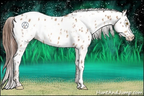Horse Color:Amber Champagne Appaloosa and Amber Champagne Appaloosa