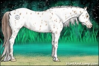 Horse Color:Amber Champagne Appaloosa and Amber Champagne Appaloosa