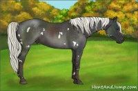Horse Color:White Spotted Liver Red Roan 