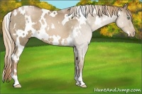Horse Color:White Spotted Liver Chestnut Pearl Varnish