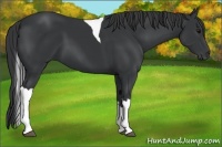 Horse Color:Black Tobiano 