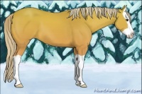 Horse Color:Palomino Splash 