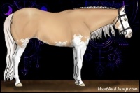 Horse Color:Silver Amber Champagne Splash