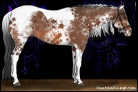 Horse Color:White Spotted Bay Tobiano 