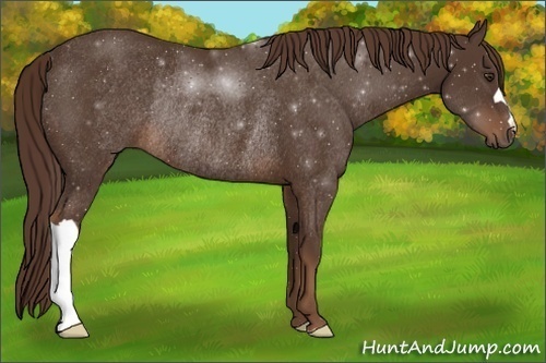 Horse Color:Liver Chestnut Rabicano 