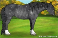 Horse Color:Black Rabicano 